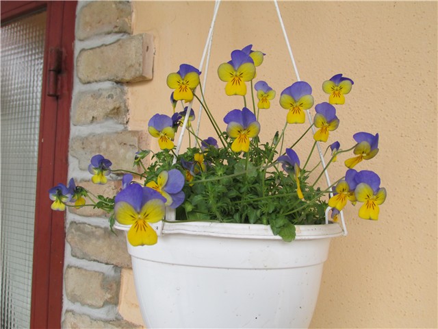 maćuhice